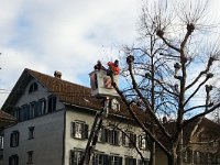 20160129 100016  29 Jan - trimming the sycamores in Bern