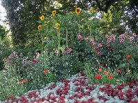 20160711 090417  11 July - new concepts in urban flower gardens in Bern