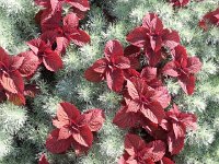 20160711 090435  contrasting foliage