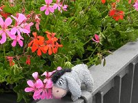 DSCN6889  Eeyore checks &#39;em out