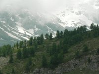 DSCN6947  Treeline detail