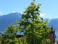 20160703 161149  Super illuminated tree back home in Montreux