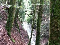 20160724 171110  Beech leaves and the inner gorge