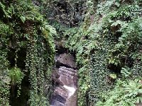 20160724 172920  with the vegetation and water-carved sluice in the limestone to go with it