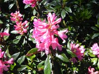 DSCN7085  Azaleas along the trail