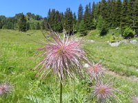 DSCN7102  We love these...