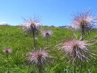 DSCN7103  Dr. Suess-like flowers!