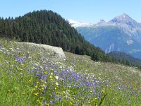 DSCN7111  What more would you want?