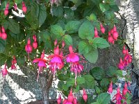 DSCN7120  Fuschia-rama!