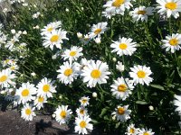 20160709 090333  Flowers at the start of our hike