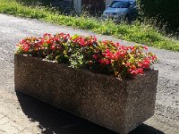 20160709 093002  with begonias