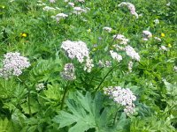20160709 113813  Heracleum spp.