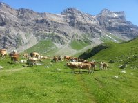 20160730 112235  We leave the cows and les Diablerets behind