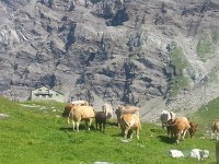 20160730 112240  Swissitude!