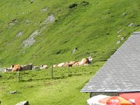 DSCN7135  This is Cow Country