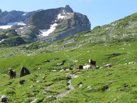 DSCN7146  and all those cows there to eat