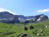 DSCN7147  Brown Swiss alert!