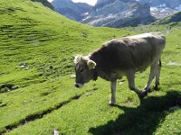 DSCN7150  Brown Swiss!