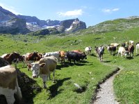 DSCN7152  They grudgingly give way - &#34;what, no treats??!&#34;