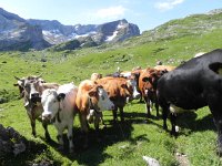 DSCN7154  Younger cows