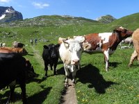 DSCN7156  Christine has the camera now and is cow-happy!