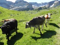 DSCN7157  OH, Brown Swiss!