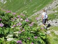 DSCN7171  Cow parsnip
