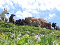 DSCN7172  More cows, this time with babies
