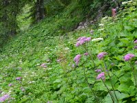 DSCN7197  and more berce!!