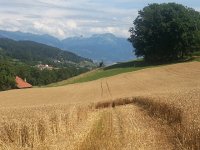 20160728 155703  The wheat, the wheat!