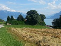 20160728 163202  the broader view, as I entered Lavaux