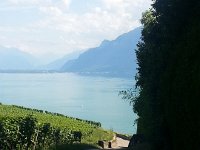 20160728 163331  Vines, lake, mountains