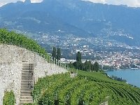 20160728 164202  Vines and walls