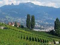 20160728 164630  Lavaux pastorale