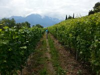20160723 134644  It&#39;s a weekend, it&#39;s not raining, let&#39;s go for a walk: here in vineyards near Tavel