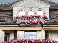 20160723 145207  Nice geraniums!