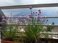 20160604 145742  Scallions flowering on the balcony