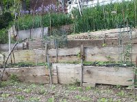 20160604 184139  The garden: early stages with sprouting beans
