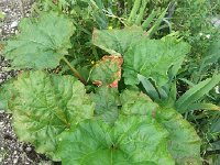 20160604 184144  Rhubarb looking better this year