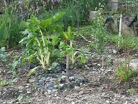 20160604 184157  as does the chard