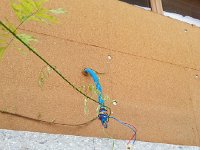 20160619 160519  Wisteria taking over construction project in Sonzier