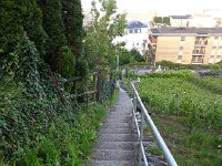 20160620 073857  20 June - the stairs are overgrown no longer!