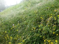 20160621 180855  be-jeweled stems