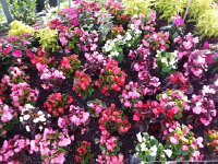 20160621 183158  Begonias in Chernex