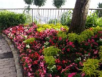 20160621 183215  Context for begonias