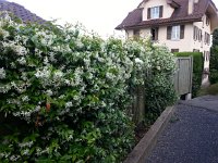 20160627 082818  27 June - Star jasmine on the way to the train