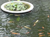 DSCN6422  Giant koi in the temple pool
