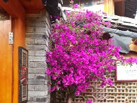 20160609 175658  Bougainvillea inside the door