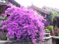 DSCN6461  Lovely bush across the canal