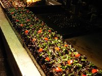 DSCN6468  even if their nature is not always clear!